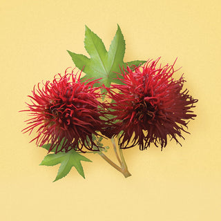 Shea Moisture Strengthen and Restore Smoothie Jamaican Black Castor Oil 340g